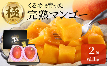 極 完熟マンゴー(2玉:約1.1kg)_完熟マンゴー 2玉 約 1.1kg 久留米産 平均糖度 17度〜18度 2026年 6月下旬より 順次お届け 国産 フルーツ トロピカルフルーツ 果物 デザート 冷蔵 クール便 お取り寄せ お取り寄せフルーツ 福岡県 久留米市 送料無料_Fm018