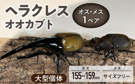 [ヘラクレスオオカブト]オス(150mm後半)・メス(サイズフリー) 1ペア_ヘラクレスオオカブト オス 150mm後半 メス サイズフリー 1ペア カブトムシ ヘラクレス 虫 昆虫 成虫 累代飼育 ペアリング 自家製オリジナルマット 産卵 幼虫飼育管理 羽化 かぶとむし養殖工房ダイナステスPlus お取り寄せ 九州 福岡県 久留米市 送料無料_Pb009