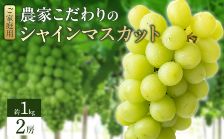 シャインマスカット（2房：約1kg）_シャインマスカット 2房 約1kg 九州 温暖 気候 活かす 農家 こだわり ご家庭用 予約受付 先行予約 皮ごと食べられる 上品 甘さ フルーツ 果実 果物 ぶどう マスカット デザート おやつ お取り寄せ 福岡県 久留米市 送料無料_Fg013