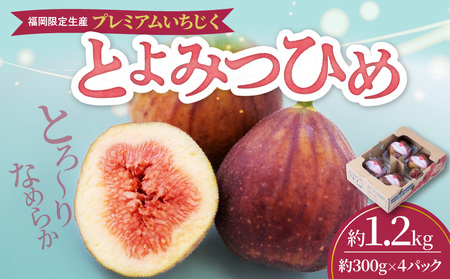 福岡県ブランドいちじく「とよみつひめ」約300g×4パック_ブランド いちじく とよみつひめ 約300g×4パック 計1.2kg 肉厚 果肉 滑らか 食感 甘く 上品な 味わい ケーキ タルト ジャム パフェ シャーベット スイーツ 食材 果物 フルーツ 果実 お取り寄せ グルメ お取り寄せグルメ 福岡県 久留米市 送料無料_Fx020