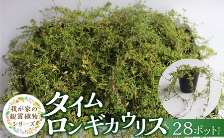 チーム田主丸『タイムロンギカウリス28ポット』 _ タイムロンギカウリス 9cmポット 28苗 花 チーム田主丸 常緑多年草 ハーブ 園芸 丈夫 育てやすい 品種 成長が早い グランドカバー プランツ 地植え 鉢植え ガーデニング 庭 花壇 寄せ植え 植物 育て方付き お取り寄せ 福岡県 久留米市 送料無料 _Hf041
