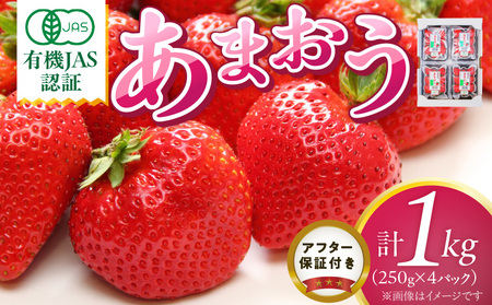 有機あまおう250g×4パック _ 有機 あまおう 250g 4パック 計 1000g オーガニック いちご ストロベリー 特別栽培 認証 アフター保証付き 安心 安全 やさしい甘み 香り ジューシー 果物 果汁 フルーツ スイーツ デザート 冷蔵 お取り寄せ 福岡県 久留米市 送料無料 _Fi078