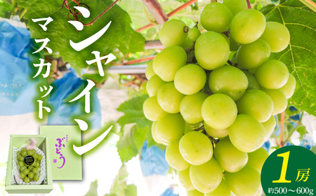[2026年8月以降お届け]シャインマスカット(1房:約500〜600g) _ 先行予約 シャインマスカット 1房 約 500g 〜 600g 2026年8月以降お届け 旬の味覚 酸味 甘み バランス 皮薄い 食べやすい マスカット ぶどう デザート 果物 倉重農園 お取り寄せ フルーツ 福岡県 久留米市 送料無料 _Fg018