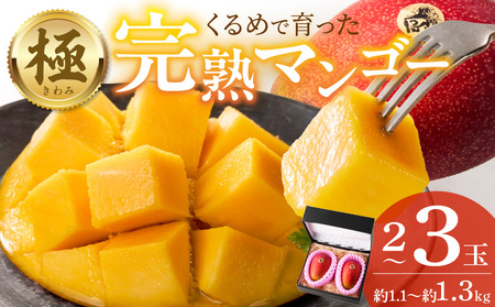 [2026年6月以降お届け]極 完熟マンゴー(2〜3玉:約1.1〜1.3kg) _ 完熟マンゴー 2 〜 3玉 約1.1kg 1.3kg 平均糖度 17度〜18度 倉重農園 フルーツ トロピカルフルーツ 果物 デザート 冷蔵 クール便 お取り寄せ お取り寄せフルーツ 福岡県 久留米市 送料無料 _Fm020