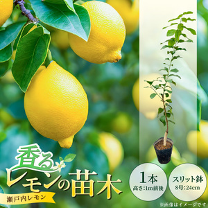 香るレモンの苗木_ 香る レモン 苗木 瀬戸内 国産 枝付き 苗 高さ 1m 前後 果樹 樹木 育てやすい ガーデニング 観葉植物 ベランダ栽培 鉢植え 家庭栽培 インテリア 結婚祝い 出産祝い 記念樹 スリット鉢 8号 支柱 ウェルカムボード お取り寄せ 福岡県 久留米市 送料無料 〔Hf043〕