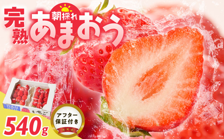 増永農園 福岡県産あまおう 270g×2パック 〔Fi080-02〕