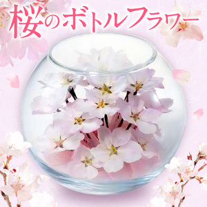 桜のボトルフラワー 〔Qb044〕