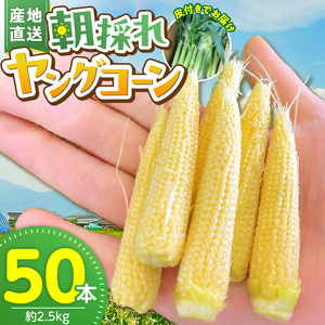 [2026年5月お届け]福岡県産 朝採れヤングコーン 50本 〔Gv052〕