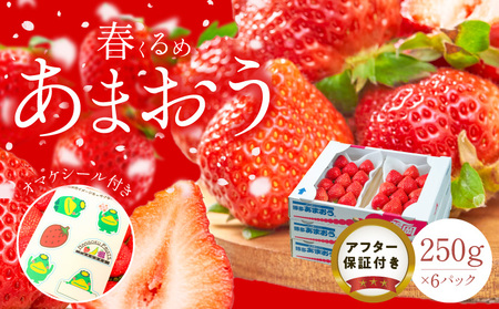 春くるめあまおう6パック_春くるめ あまおう 250g × 6パック 合計 1.5kg 冷蔵 濃厚 甘い 果汁 アフター保証 安心安全 国産 いちご 果物 アレンジ おやつ フルーツ スイーツ スムージー ジャム 南国フルーツ お取り寄せ 福岡県 久留米市 送料無料_Fi013