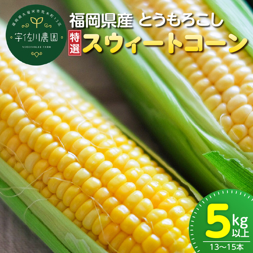 福岡県産とうもろこし 特選 5kg(スウィートコーン)_福岡県産 トウモロコシ スウィートコーン 5kg以上 13本〜15本 生でも食べれる 朝どれ 甘み ジューシー 旬 野菜 食材 福岡県 久留米市 宇佐川農園 お取り寄せ お取り寄せグルメ 送料無料 〔Gv034〕