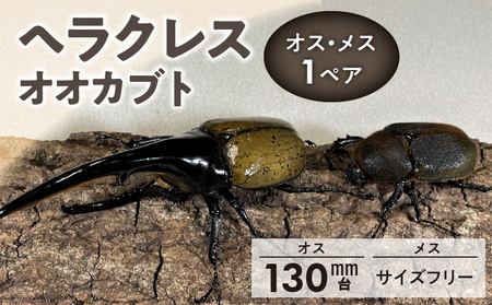 ヘラクレスオオカブト】オス（130mm台）・メス（サイズフリー） 1ペア_ヘラクレスオオカブト カブトムシ ヘラクレス オス 130mm台 メス  サイズフリー 1ペア 福岡県 久留米市 虫 昆虫 成虫 生体 累代飼育 養殖 かぶとむし養殖工房ダイナステスPlus お取り寄せ 送料無料_ ...