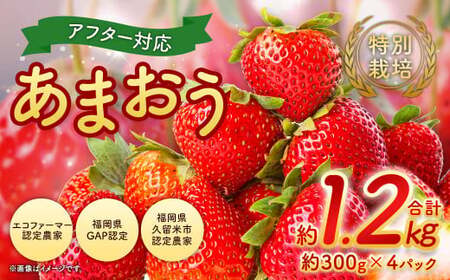[2026年 1月発送][アフター対応]特別栽培あまおう 約300g×4パック イチゴ 苺 いちご ※北海道・沖縄・離島配送不可