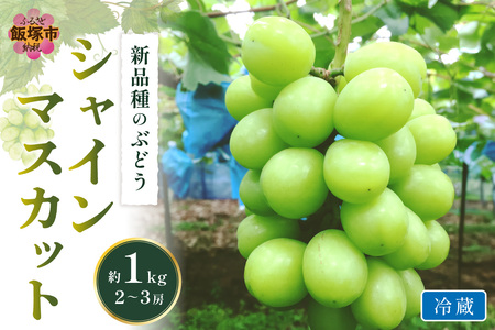 シャインマスカット(ぶどう)約1kg[2025年9月から発送開始分先行予約](ぶどう シャインマスカット スイーツ フルーツ 果物)