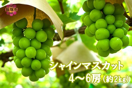 VC}XJbg4-6[(2kg)2026N8{甭Jns\(ʕ t[c VC}XJbg Ԃǂ  햳 Ԍ Y BY Y )yB6-028z