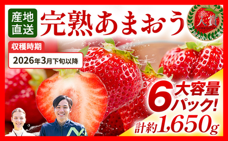 いちご あまおう 約275g×6パック R8年3月下旬以降順次発送 イチゴ 苺 果物