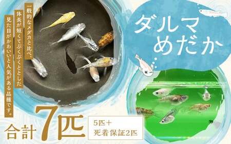 ダルマ めだか (5匹+死着保証2匹 合計7匹) メダカ 魚 お魚 ペット 飼育 鑑賞 鑑賞魚 生き物 死着保証 [2025年4月上旬-12月下旬発送予定]