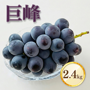 巨峰 300g×8パック 合計約2.4kg【2026年8月下旬?9月上旬迄発送予定】 ｜巨峰 ぶどう 014-2730x1