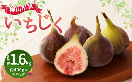 いちじく 400g×4パック 合計約1.6kg イチジク 無花果 果物 果実 フルーツ 福岡県 柳川市 国産 [2026年8月下旬-9月上旬迄発送予定]