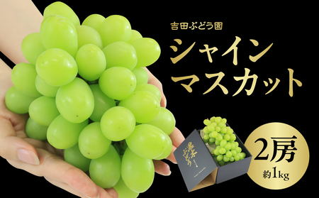 シャインマスカット 2房 約1kg [吉田ぶどう園] 数量限定 期間限定 マスカット フルーツ 朝採れ 朝もぎ 産地直送 クール便 冷蔵配送 旬 箱入り 贈答用 プレゼント ギフト 夏 福岡県 八女市 203-001