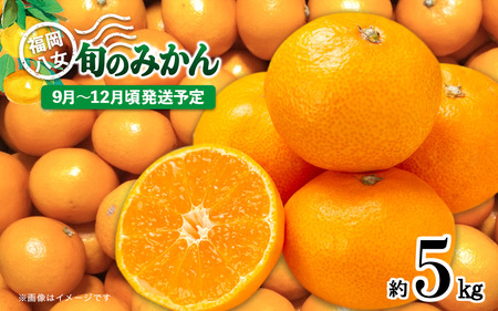 [先行受付]九州・福岡フルーツ王国八女 産地直送! 旬のみかん 約5kg[2025年9月〜12月頃発送][配送不可:北海道・沖縄・離島] みかん 旬 極早生 早生 レギュラー No.1 産地直送 福岡県 八女市
