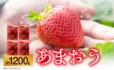 䕁i܂j4pbNi300`350gj   C`S { ܂ uh   s 197-001