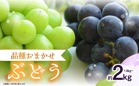 品種おまかせ!ぶどう(1.8〜2kg) ぶどう シャインマスカット 巨峰 フルーツ おまかせ 旬 福岡県 八女市 197-002