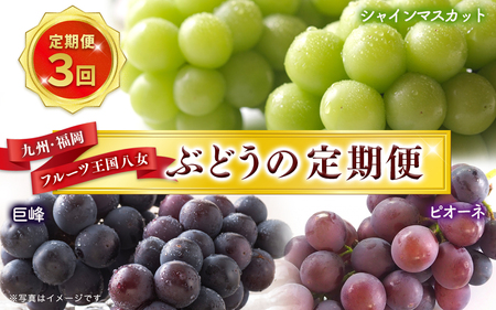 九州・福岡フルーツ王国八女 ぶどうの定期便[全3回]|[配送不可:北海道・沖縄・離島] ぶどう 葡萄 定期便 合計3回 巨峰 ピオーネ シャインマスカット 家庭用