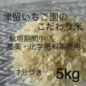 津留いちご園のこだわり米 栽培期間中 農薬・化学肥料不使用(ヒノヒカリ 7分づき 5kg)