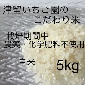 津留いちご園のこだわり米 栽培期間中 農薬・化学肥料不使用(ヒノヒカリ 白米 5kg)