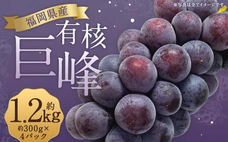 数量限定 有核 巨峰 約300g×4パック 計約1.2kg [2025年6月下旬〜8月上旬発送予定] ぶどう ブドウ 果物 フルーツ 福岡県産