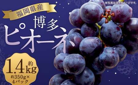 数量限定 博多ピオーネ 約350g×4パック 計約1.4kg[2025年6月下旬〜8月上旬発送予定] ぶどう ブドウ 果物 フルーツ 福岡県産