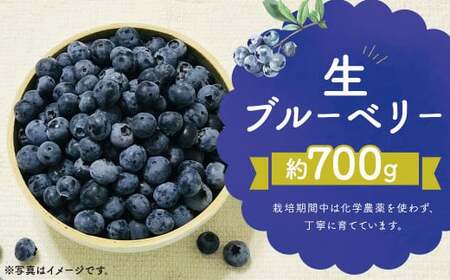 生 ブルーベリー 約700g 約350g×2パック [2025年7月上旬〜8月下旬順次発送予定] 果物 フルーツ デザート おやつ お取り寄せ 冷蔵