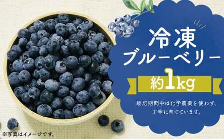冷凍 ブルーベリー 約1kg 約200g×5 [2025年8月上旬発送開始] 果物 フルーツ デザート おやつ お取り寄せ 冷凍