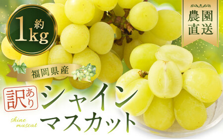 [訳あり]農園直送! シャインマスカット 約1kg [2025年9月上旬から10月上旬発送予定] ぶどう マスカット 果物 フルーツ