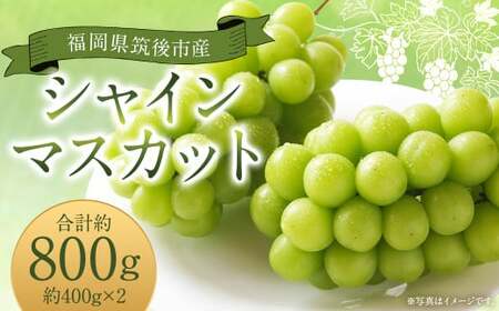 シャインマスカット 約800g 400g×2 [2025年8月下旬から9月下旬発送予定] ぶどう 葡萄 種なし 大粒 果物 マスカット フルーツ デザート 冷蔵