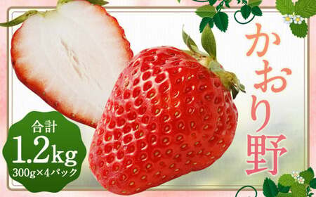 いちご 「かおり野」プレミアム 300g×4パック 約1.2kg 1箱【2025年12月下旬から2026年3月下旬まで発送予定】 苺 イチゴ ベリー 果物 フルーツ デザート おやつ お取り寄せ