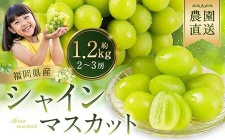 農園直送 ! シャインマスカット 約1.2kg 2~3房 [2026年9月上旬から10月上旬発送予定] ぶどう マスカット 果物 フルーツ