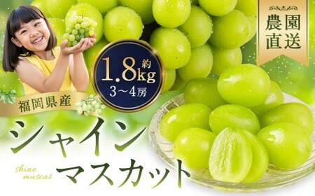 農園直送！ シャインマスカット 約1.8kg 3?4房 【2026年8月発送予定】 ぶどう マスカット 果物 フルーツ