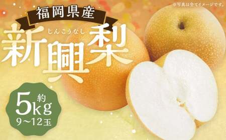 新興梨 9～12玉 約5kg【2025年9月下旬～10月下旬発送】 ナシ 梨 果物 フルーツ 福岡県産 【2026年9月下旬～10月下旬に順次発送予定】