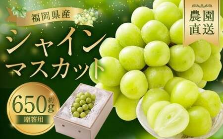 【贈答用】福岡県産 シャインマスカット 糖度18度以上・大粒15g以上 桐箱入り 650g前後（1房）／冷蔵 当日発送【2026年8月上旬〜9月上旬発送予定】 葡萄 ぶどう ブドウ マスカット 果物 フルーツ 国産