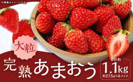 完熟あまおう（大粒サイズ）275g×4パック 計約1.1kg【2026年1月上旬から3月下旬頃発送予定】 苺 いちご イチゴ 果物 くだもの フルーツ 国産 冷蔵