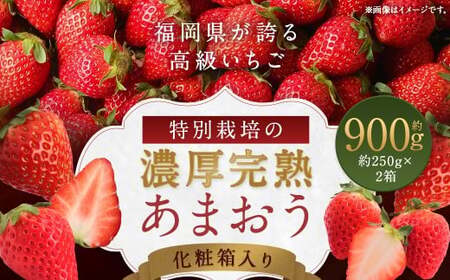 化粧箱入り 特別栽培 の 濃厚 完熟 あまおう 約900g 約450g×2パック 【2026年1月上旬～3月下旬まで発送予定】 いちご 苺 果物 フルーツ