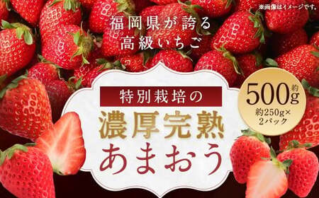 特別栽培の濃厚完熟あまおう 約500g 約250g×2パック【2026年1月上旬から3月下旬発送予定】 苺 いちご あまおう 果物 フルーツ 福岡県