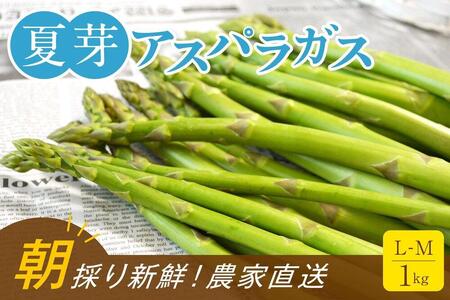 [朝採り直送]夏芽アスパラガス 1kg(L-Mサイズ)福岡県産 2026年