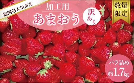 先行予約★訳あり加工用あまおういちご バラ詰め福岡県産 たっぷり約1.7kg[2025年5月以降順次発送]