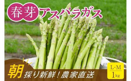 【朝採り直送】春芽アスパラガス 1kg (L-Mサイズ) 福岡県産 2026年