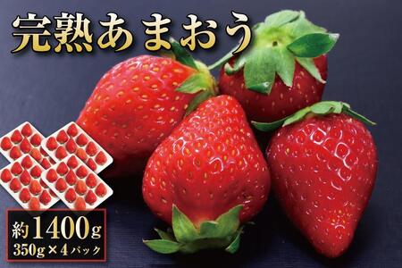 y12{ȍ~oח\zn ܂ C`S 350g×4pbN(1400g)zsFkCAꌧA