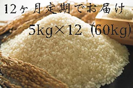 全12回定期便 福岡県大川市産ヒノヒカリ(2024年秋収穫のお米)5kg×12回