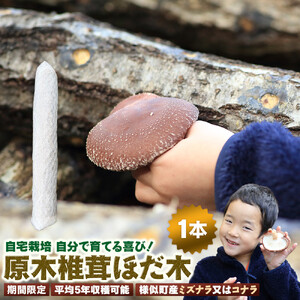 [自宅栽培]自分で育てる喜び!原木椎茸ほだ木 1本