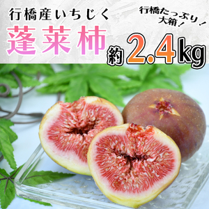 AO-024_【予約・令和７年夏発送】行橋産いちじく（蓬莱柿）約2.4kg （箱大 約 1.2kg ×2箱）
